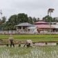  Petani sedang menanam padi di Gampong Teupin Peuraho, Kecamatan Meureudu,Kabupaten Pidie Jaya, Sabtu ( 04/1/20 25)