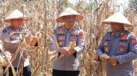 Kabid Humas Polda Aceh Panen Jagung Program Ketahanan Pangan