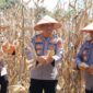 Kabid Humas Polda Aceh Panen Jagung Program Ketahanan Pangan