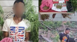 Sat Resnarkoba Polres Aceh Selatan Musnahkan Ladang Ganja dan amankan seorang terduga Pelaku.