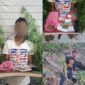 Sat Resnarkoba Polres Aceh Selatan Musnahkan Ladang Ganja dan amankan seorang terduga Pelaku.