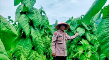 Di Bimbing Ketua APTI, Aiptu Joko Ansari berhasil kembangkan tanaman tembakau dilahan tandus di Gayo Lues