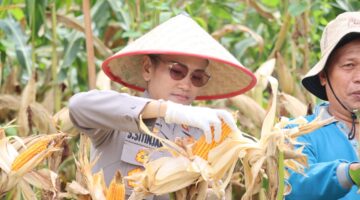 Dukung Program Prioritas Presiden R.I Ketahanan Pangan ,Kapolres Pematangsiantar Hadiri Panen Raya
