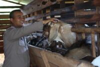 Bhabinkamtibmas Polsek Darul Kamal Sudah Memiliki Usaha Ternak Kambing Selama Delapan Tahun