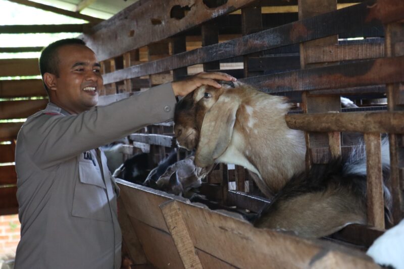Bhabinkamtibmas Polsek Darul Kamal Sudah Memiliki Usaha Ternak Kambing Selama Delapan Tahun