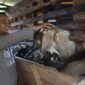 Bhabinkamtibmas Polsek Darul Kamal Sudah Memiliki Usaha Ternak Kambing Selama Delapan Tahun
