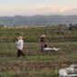 Petani Semangka Gampong Teupin Peuraho. Foto.TLii (18-5-2025)