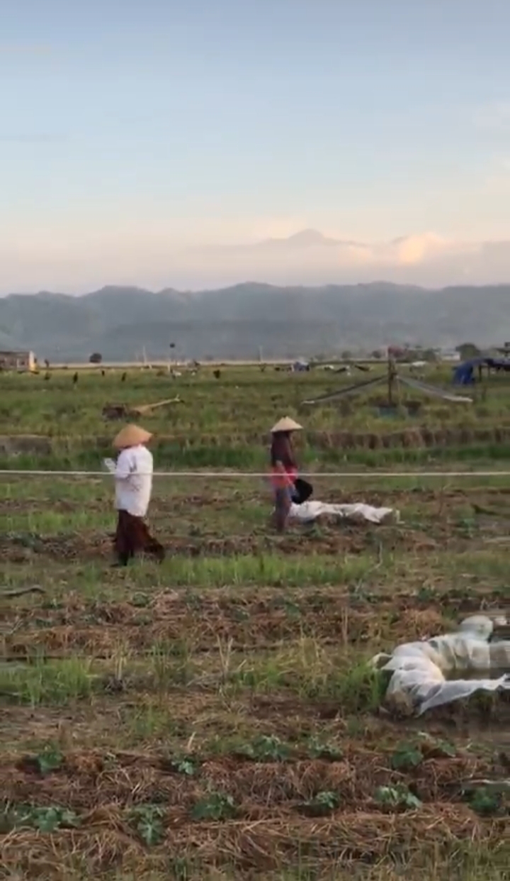 Petani Semangka Gampong Teupin Peuraho. Foto.TLii (18-5-2025)