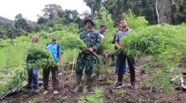  Kodim 0113/Gayo Lues bersama Badan Narkotika Nasional Kabupaten (BNNK) Gayo Lues berhasil melaksanakan pemusnahan ladang ganja seluas ± 3 hektare 