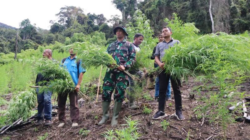 Kodim 0113/Gayo Lues bersama Badan Narkotika Nasional Kabupaten (BNNK) Gayo Lues berhasil melaksanakan pemusnahan ladang ganja seluas ± 3 hektare