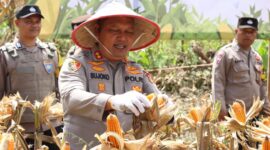 Panen Raya Jagung Serentak Kuartal II, Polres Aceh Besar Dukung Swasembada Pangan Nasional