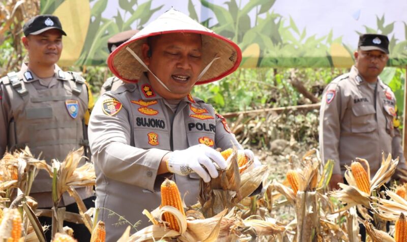 Panen Raya Jagung Serentak Kuartal II, Polres Aceh Besar Dukung Swasembada Pangan Nasional