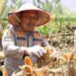 Panen Raya Jagung Serentak Kuartal II, Polres Aceh Besar Dukung Swasembada Pangan Nasional