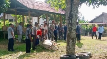 Kegiatan Qurban di Gampong Rungkom Berlangsung Khidmat dan Penuh Kebersamaan