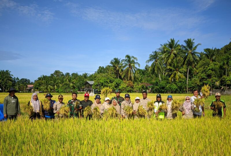 ‎Panen Padi Bersama, Jajaran Kodim 0107/Aceh Selatan Tegaskan Komitmen Dukung Petani