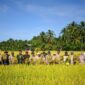 ‎Panen Padi Bersama, Jajaran Kodim 0107/Aceh Selatan Tegaskan Komitmen Dukung Petani