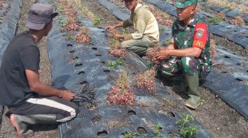 Melalui Komsos, Babinsa Berikan Motivasi Kepada Petani bawang merah