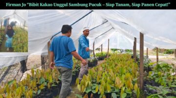 “Sambung Pucuk, Sambung Harapan: Firmanjo Menjual Bibit Kakao dari Putri Betung Menyapa Nusantara”
