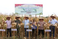 Wakil Bupati Pidie Jaya Hasan Basri, ST, MM bersama jajaran Forkopimda menghadiri kegiatan Panen Raya Jagung Serentak Kuartal III di lahan binaan Polres Pidie Jaya seluas 1 hektar, Gampong Cot Keng, Kecamatan Bandar Dua. Sabtu,. 27/9/2025.foto.ist