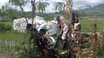 Babinsa Posramil Dabungelang Bantu Petani Panen Jagung