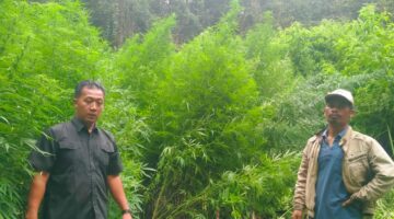 Deninteldam I/BB Temukan Ladang Ganja di Hutan Sibuatan, Karo