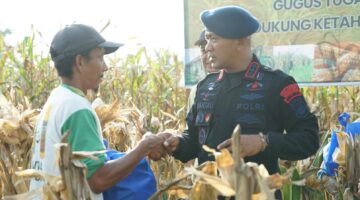 Brimob Polda Sumut Panen Raya Bersama Petani: Wujud Nyata Polri Dukung Ketahanan Pangan Nasional