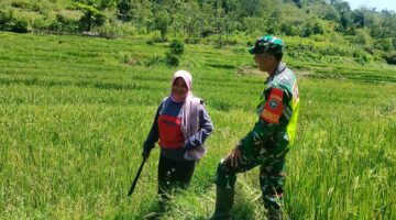 Babinsa Dampingi Petani merawat Tanaman Padi