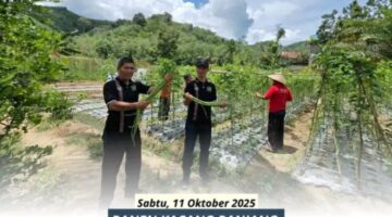 Panen Kacang Panjang Di Lahan SAE Lapas Padangsidimpuan Tingkatkan Semangat Kemandirian Warga Binaan
