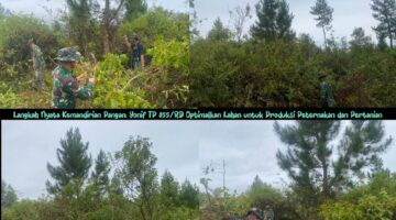 Langkah Nyata Kemandirian Pangan: Yonif TP 855/RD Optimalkan Lahan untuk Produksi Peternakan dan Pertanian
