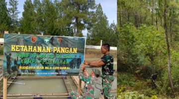 Ketahanan Pangan: Yonif TP 855/RD Terus Genjot Lahan Pertanian dan Peternakan untuk Kebutuhan Satuan