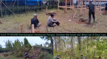 Yonif TP 855/RD Kembangkan Ketahanan Pangan: Gerakan Bertanan dan Beternak di Gayo lues