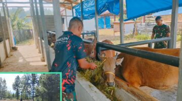 Terapkan Integrasi Hulu ke Hilir: Yonif TP 855/Raksaka Dharma Kolaborasikan Pembukaan Lahan Pertanian dan Perawatan Ternak secara rutin