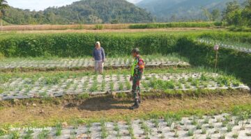 Peran Aktif Babinsa Dampingi Petani di Desa Binaan