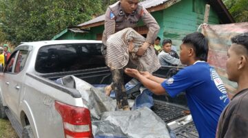 Penanganan Cepat Bencana Taput: 9 Warga Ditemukan Meninggal, 31 Masih Dicari, 134 Mengungsi