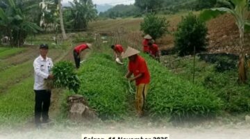 Panen Kangkung Di Lapas Padangsidimpuan Jadi Wujud Pembinaan Kemandirian Warga Binaan