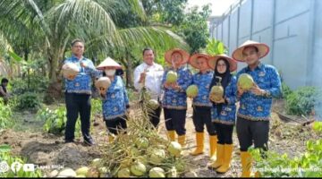 Lapas Kelas IIA Binjai Gelar Panen Raya SAE, Perkuat Kemandirian Warga Binaan Dan Ketahanan Pangan