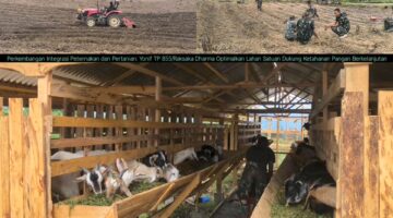 Perkembangan Integrasi Peternakan dan Pertanian: Yonif TP 855/Raksaka Dharma Optimalkan Lahan Satuan Dukung Ketahanan Pangan Berkelanjutan