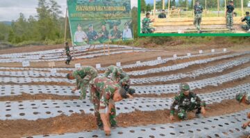 Yonif TP 855/Raksaka Dharma Integrasikan Sektor Pangan: Pembangunan Fasilitas Peternakan Dan Optimalisasi Lahan Pertanian Untuk Kemandirian Nasional