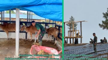 Komitmen Berkelanjutan: Yonif TP 855/Raksaka Dharma Kolaborasikan Perawatan Intensif Bawang Merah dan Program Peternakan Sapi