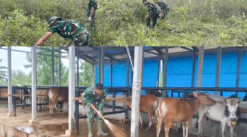 Sistem Sirkular Ekonomi Satuan: Yonif TP 855/Raksaka Dharma Integrasikan Pembersihan Kandang Sapi dan Pembukaan Lahan Pertanian