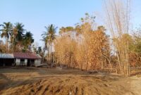 Pepohonan nampak mati akibat genangan  Banjir tahun lalu.(28/01) Foto. Jurnalis TLii