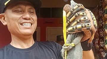 Sempat Ngumpet di Dalam Kulkas, Biawak Dievakuasi Damkar Pemalang