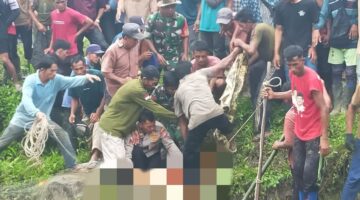 Warga Desa Buluh Hadek Meninggal Dunia Diserang Buaya Muara Saat Mencari Lokan