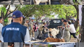Menindak lanjuti Laporan Masyarakat,  Satpol PP dan WH Aceh Besar Berhasil Menjaring 5 Ternak  Yang berkeliaran Di Jalan