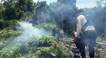 Kapolda Aceh Turun Langsung Musnahkan Ladang Ganja di Lampanah