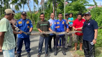 Damkar BPBD Aceh Besar Evakuasi Ular Piton Dari Bawah Lantai Beton