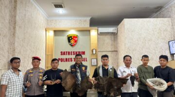 Perdagangan Ilegal Satwa Dilindungi Digagalkan di Sipirok, Polisi Amankan Sisik Trenggiling hingga Kulit Kijang