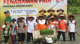PKS Aceh Tanam Padi Perdana Musim Gadu di Aceh Besar, Dorong Kesejahteraan Petani