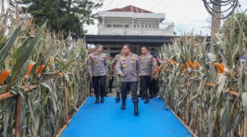 Polda Sumut Ikuti Panen Raya Jagung Serentak Polri Bersama Presiden Prabowo, Dukung Ketahanan Pangan Nasional
