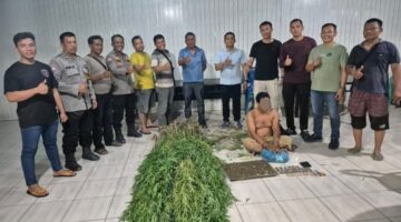 Pria di Tanjung Morawa Diciduk Polisi, Akibat Tanam Ganja 40 Batang Setinggi 2 Meter